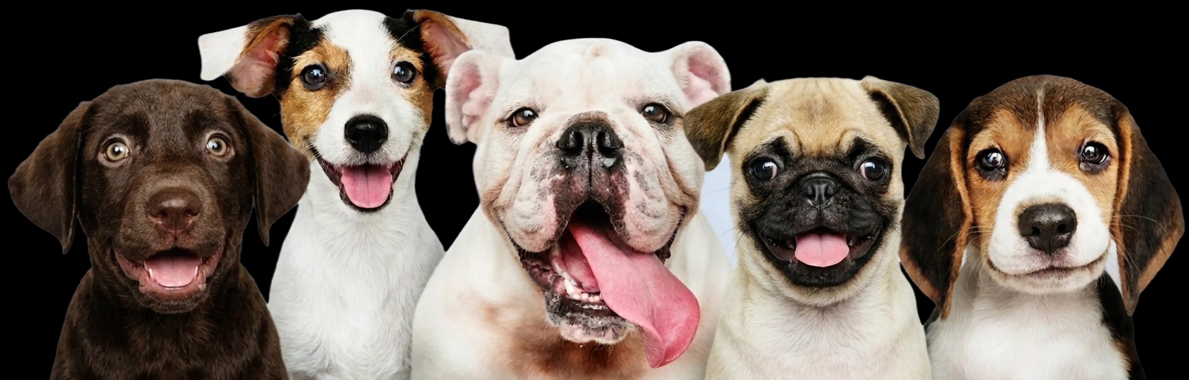 dogs