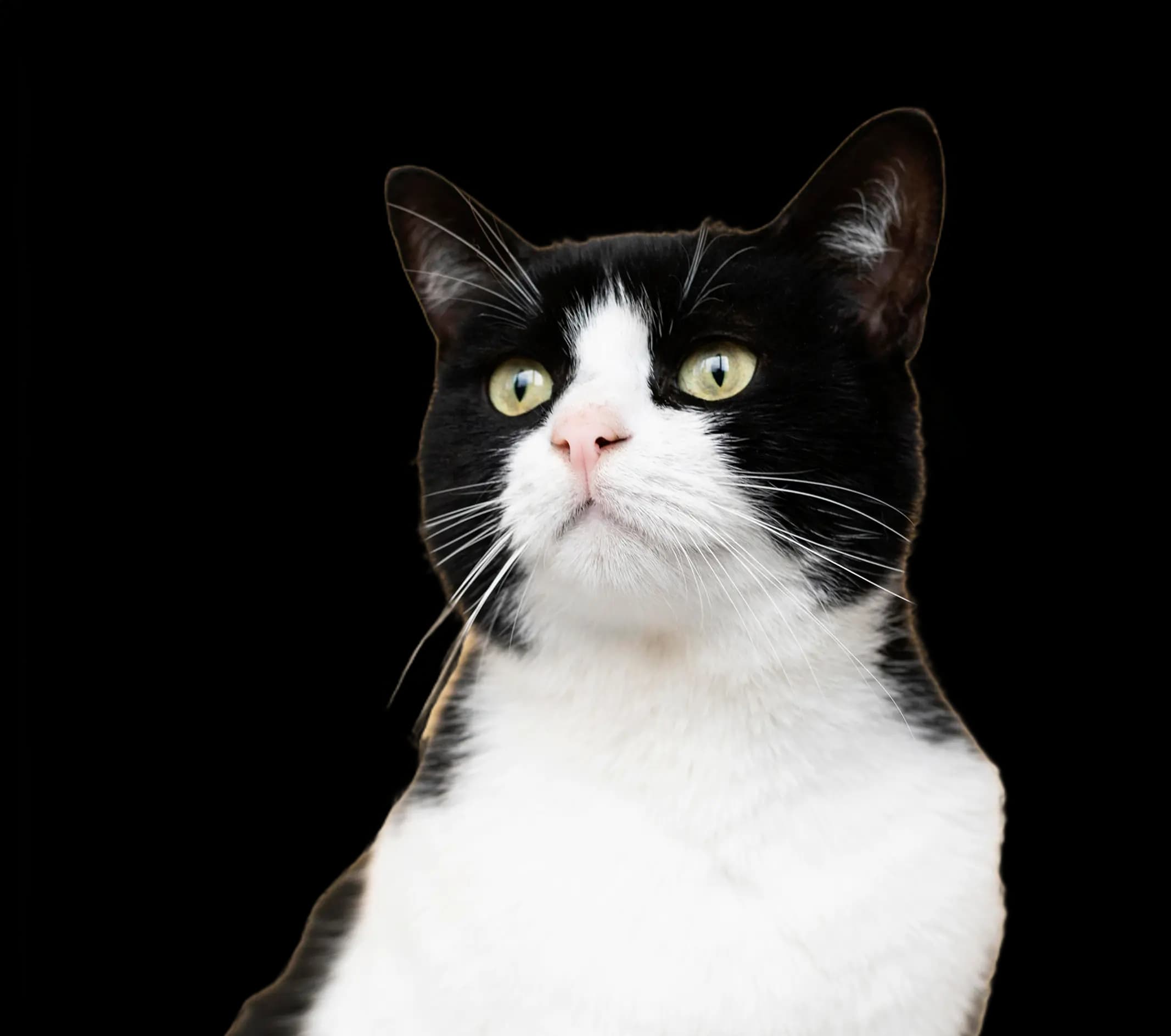 For Cats