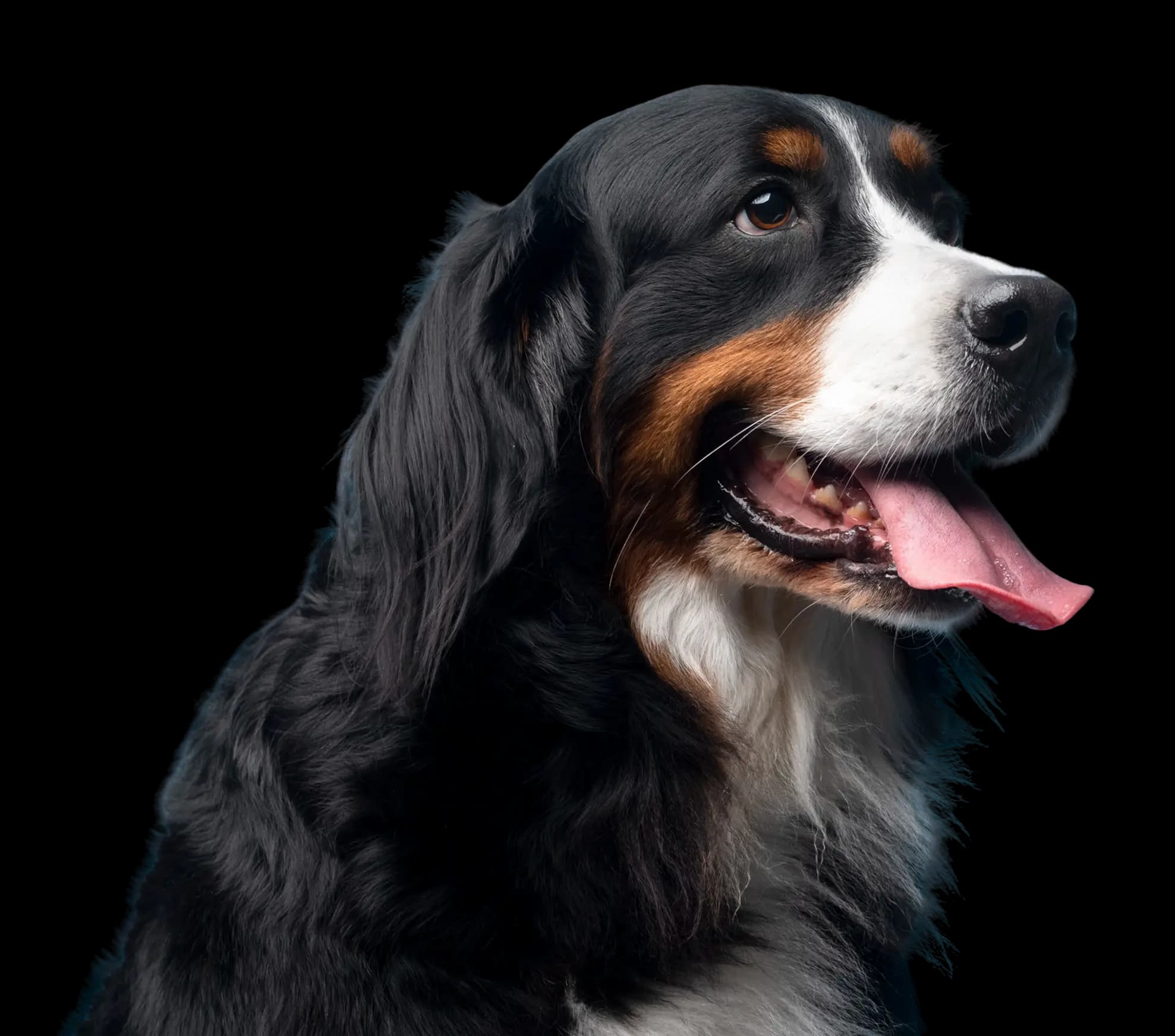 For Dogs