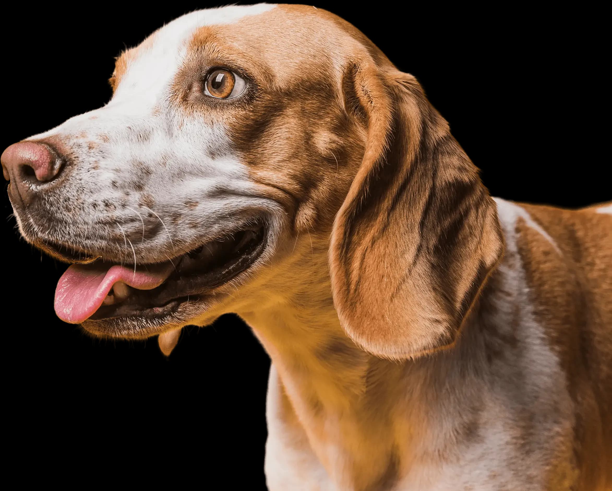 Happy dog