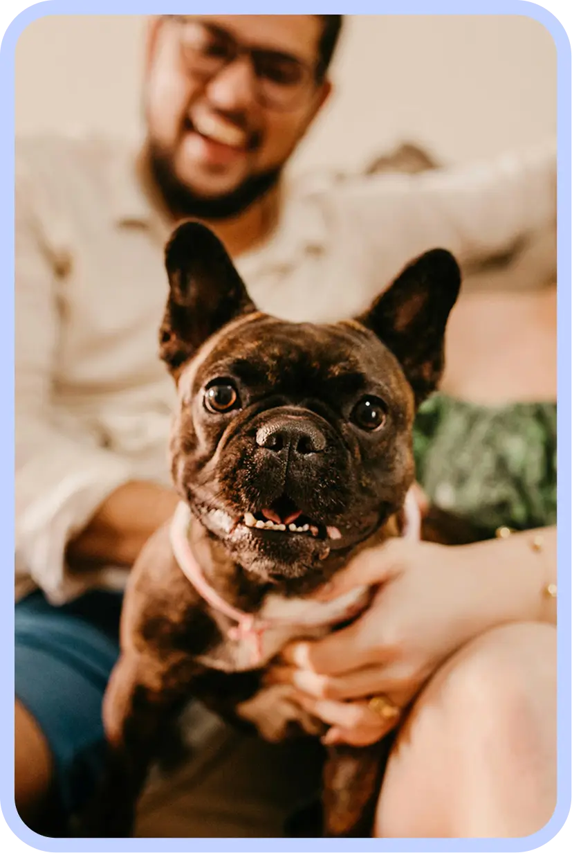 dogs