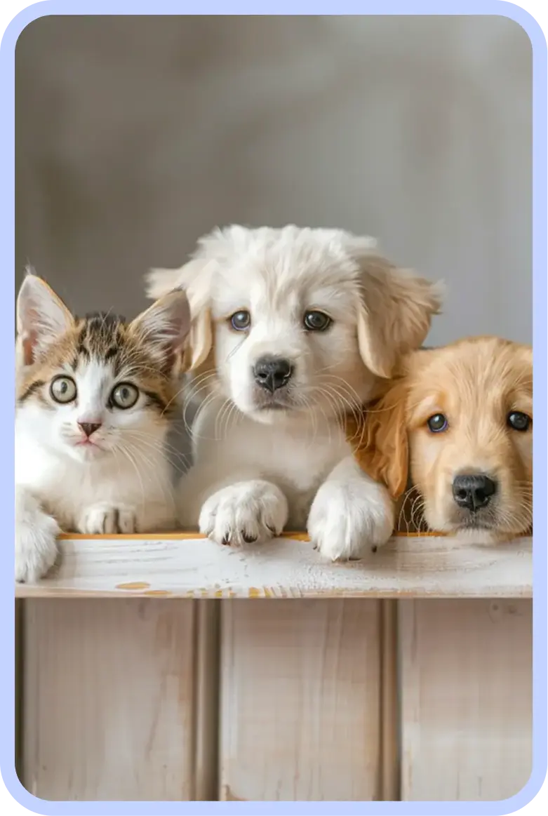 dogs